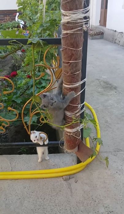Продается котята