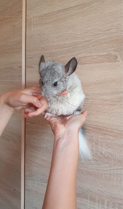 Chinchila pui  3 luni
