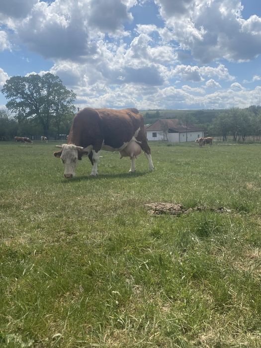 Vaca baltata romaneasca