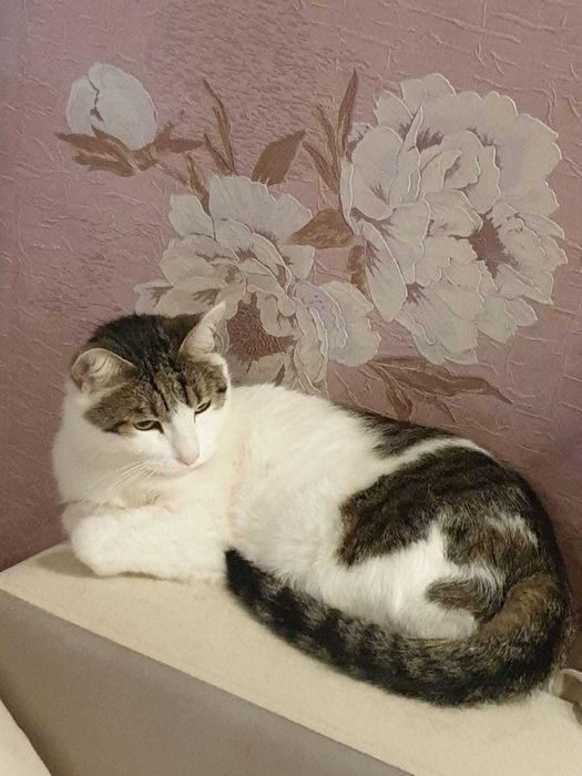 Отдам кота в хорошие руки