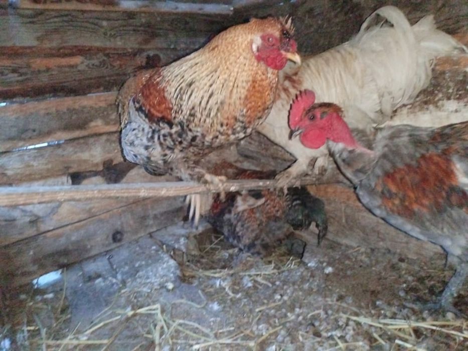 Продам петухов домашних