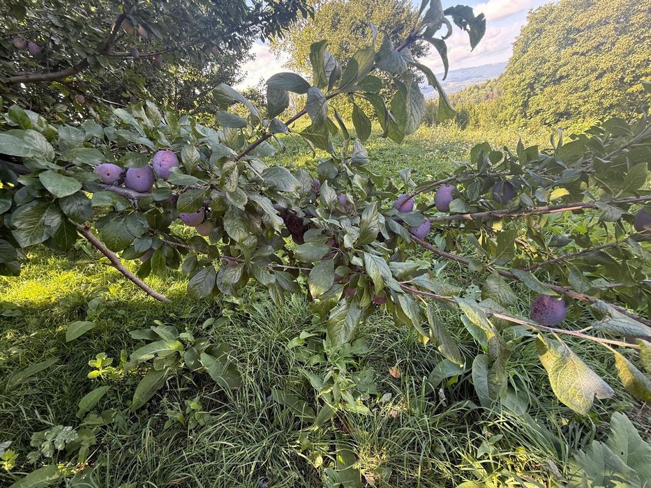 Prune de vânzare!