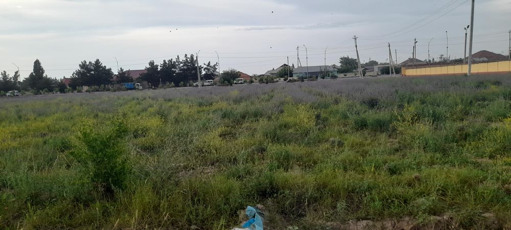 Lavanta gul dastalari лаванда букет