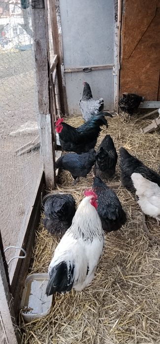 Cocoși de vânzare sau schimb