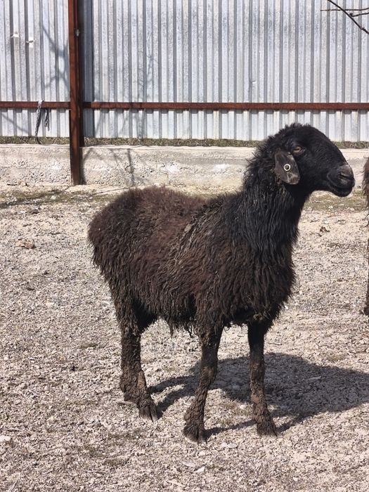 Продаю барануху домашнюю