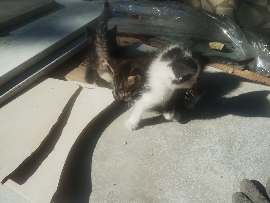 4 котенца безплатно