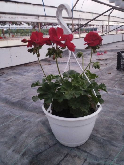 Muscate Caliope marime L in ghivece 21cm cu agatator.Avem diferite culori si disponibila cantitate mare.