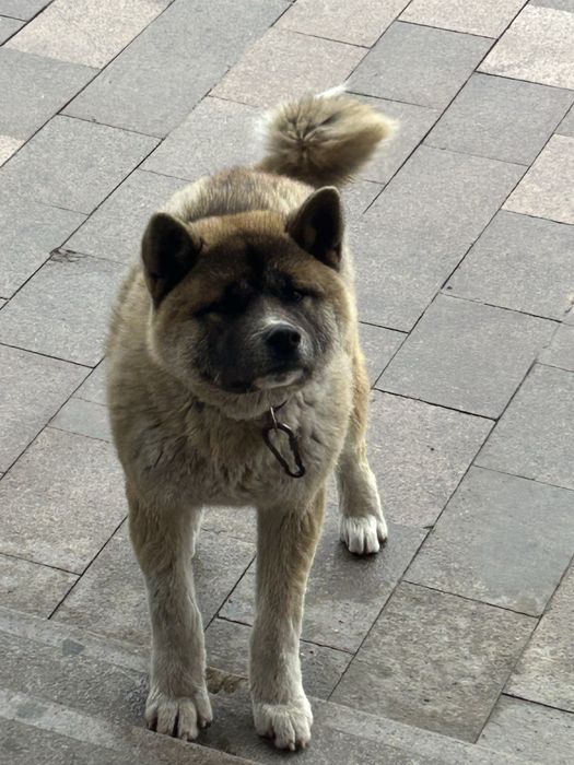 Продам Американскую акиту