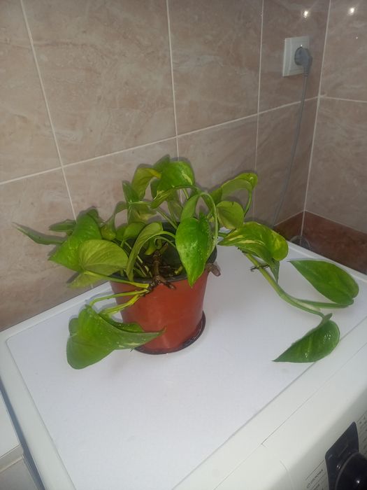 Комнатние растение