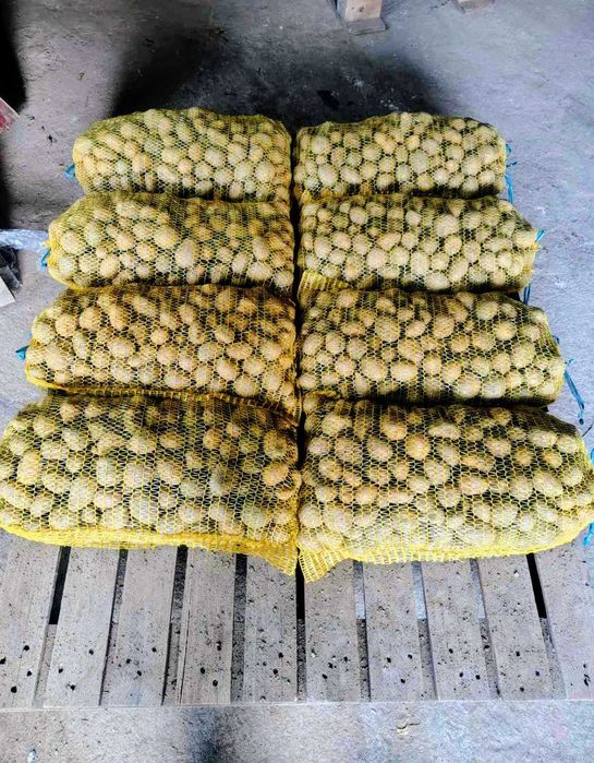 Картофи за семена