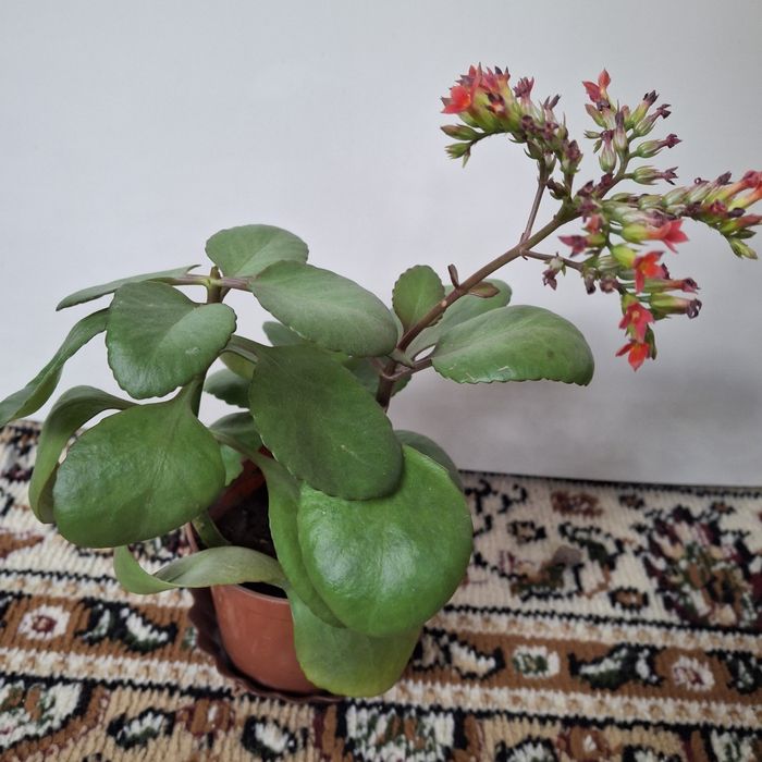 Продаются  комнатные цветы разных сортов сортов