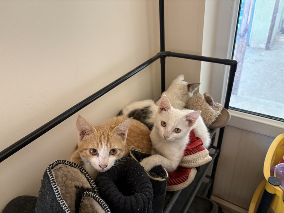 Котята в хорошие руки отдам