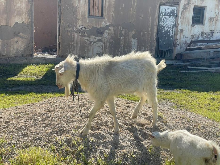 Ешкі порода зааненский