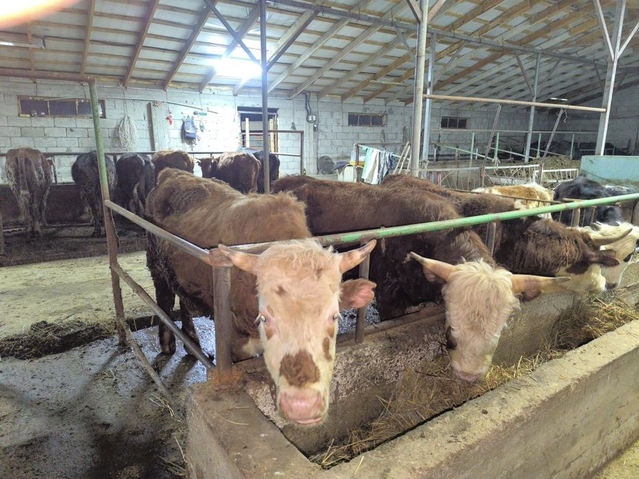 Букалар сатылады