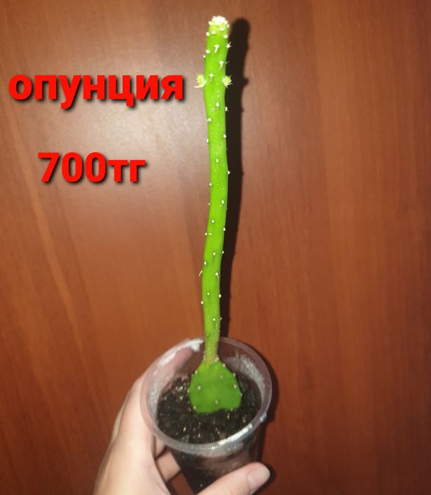 Комнатные растения