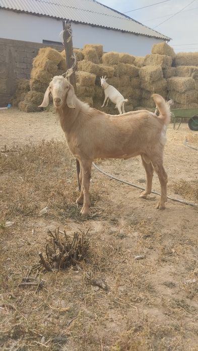 Теке 1.5 жасар казёл