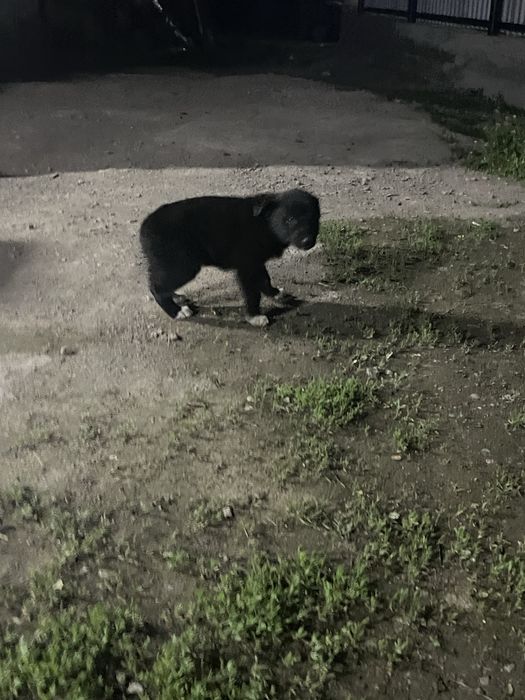 щенки 2 месяцааа