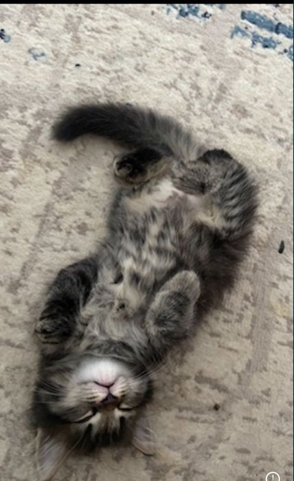 В добрые руки котенок