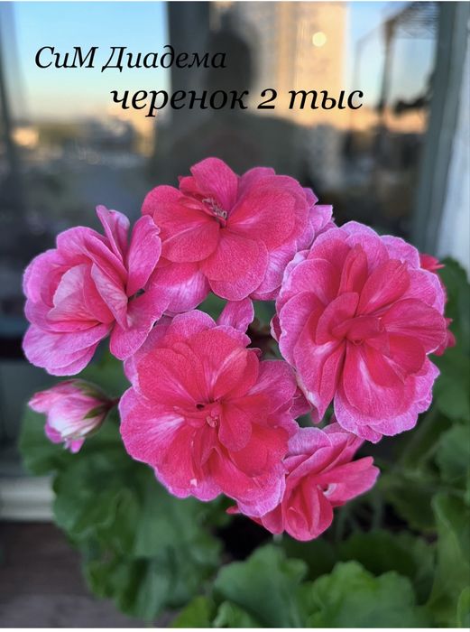Продам черенки пеларгоний