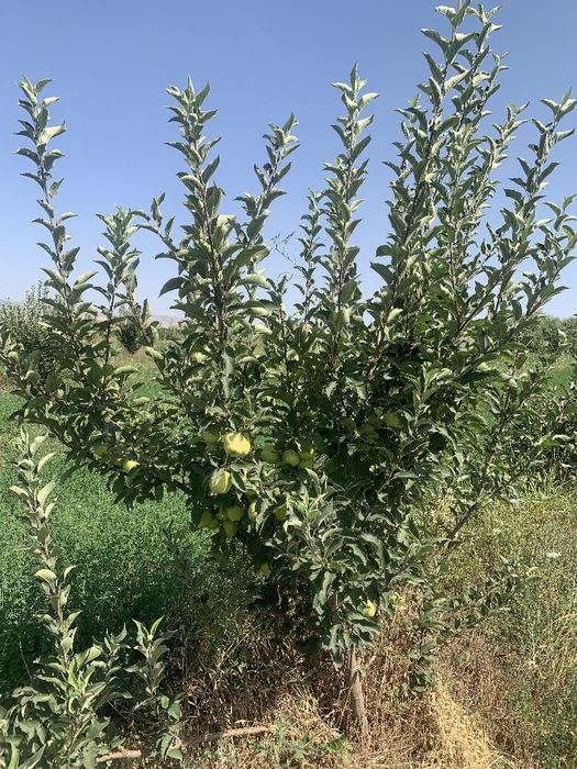 8gektar mevali bogʻ ijaraga beriladi! Parkent tumanida!!