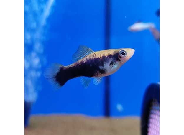 Меченосец: зелёный, красный, чёрно-зелёный