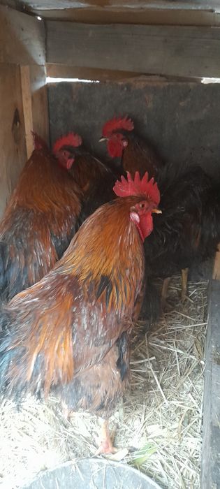 Продаём молодых петушков