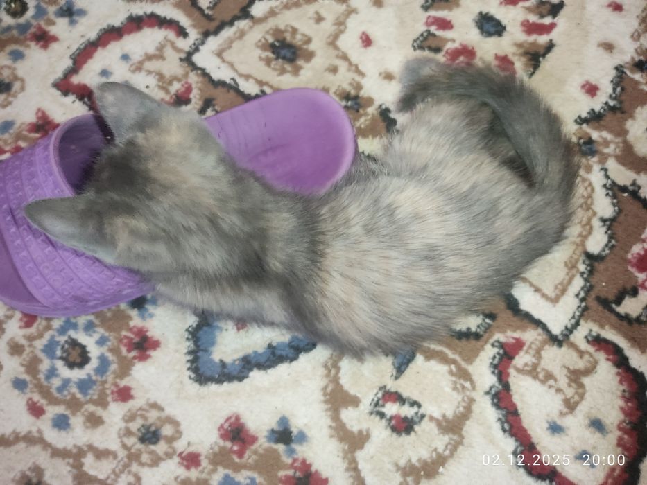 Котёнок девочка милая