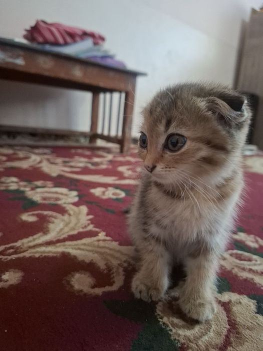 Yaxshi mushuk odam bilan oynashni yaxshi koradi sotiladi srochna oladi