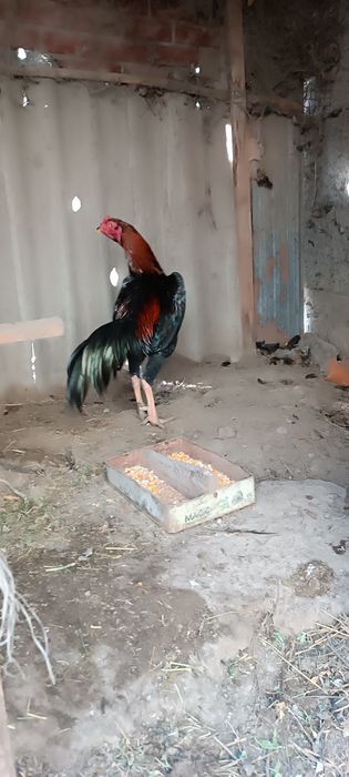 Продам дакан туляк