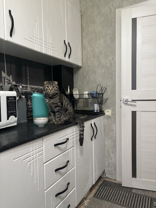 Пропал кот домашний кск