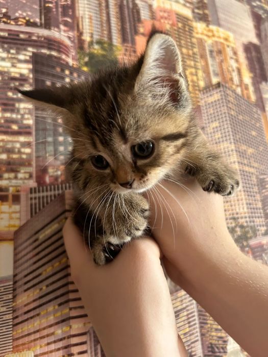 Продаются котята, шотландцы