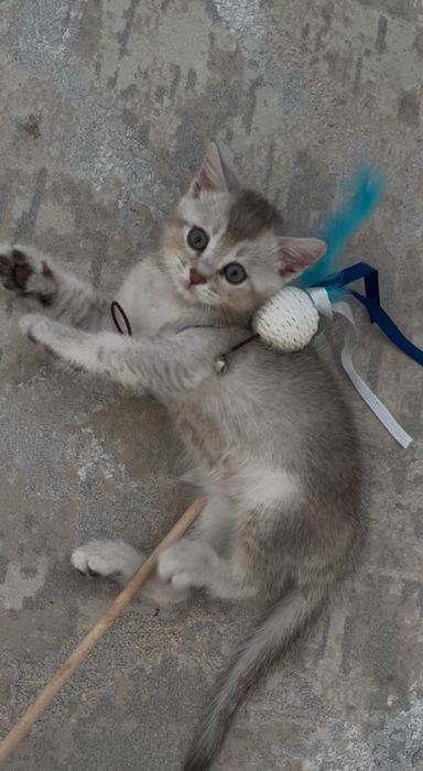 Продаётся пародистый котят