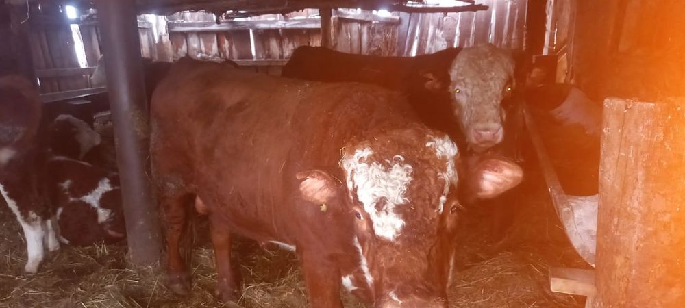 Продам бычков.  .