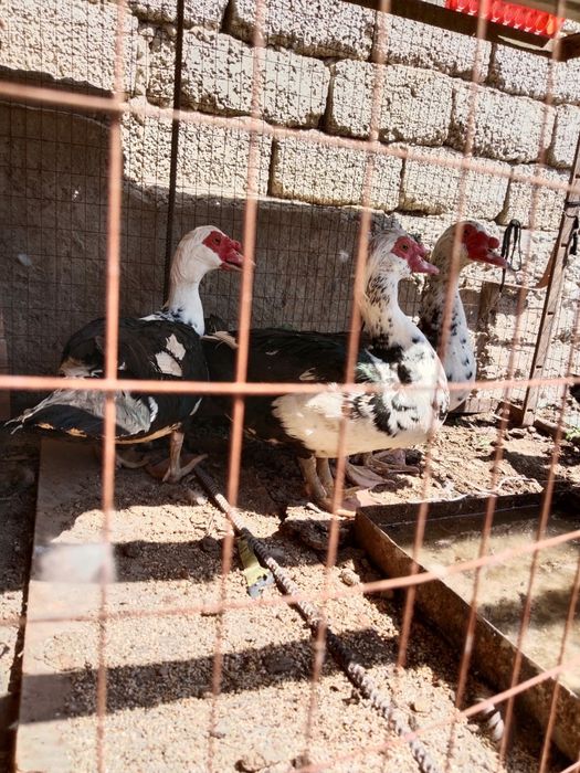 Продам селезней индоуток, г.Шымкент