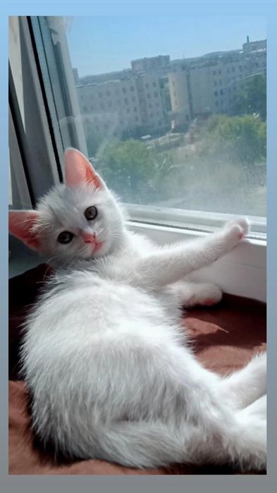 Продам британский котенок мальчик