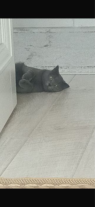 кошка отдаем в добрые руки