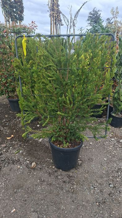 Spalier suport metalic photinia plante terase gard viu