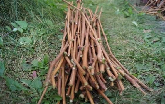 Девичий виноград на быстрое озеленение