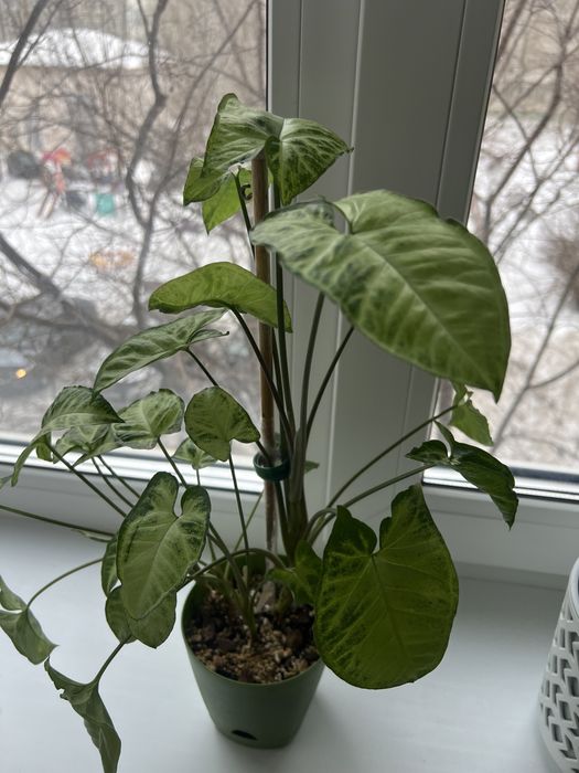 Комнатные растения