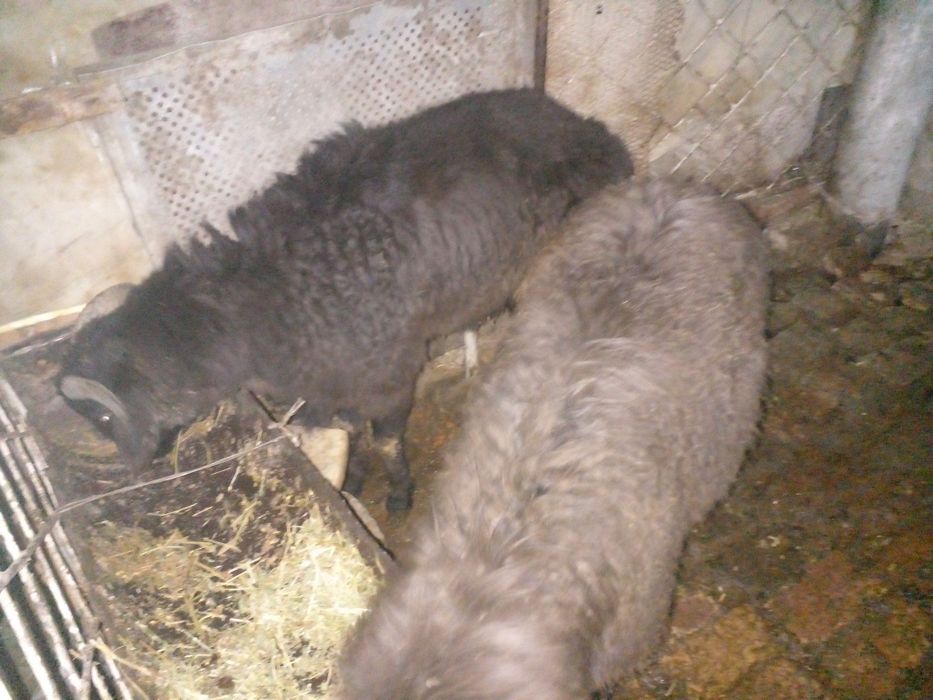 Семиз кочкорлар сотилади