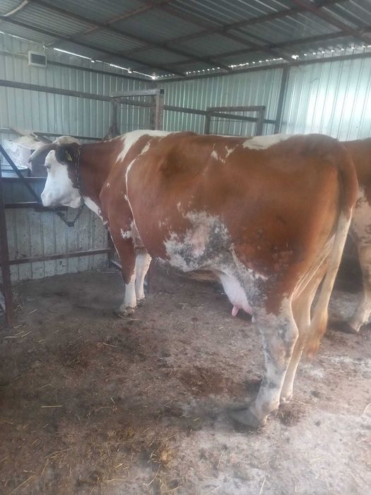 Vaca gestanta bună de lapte