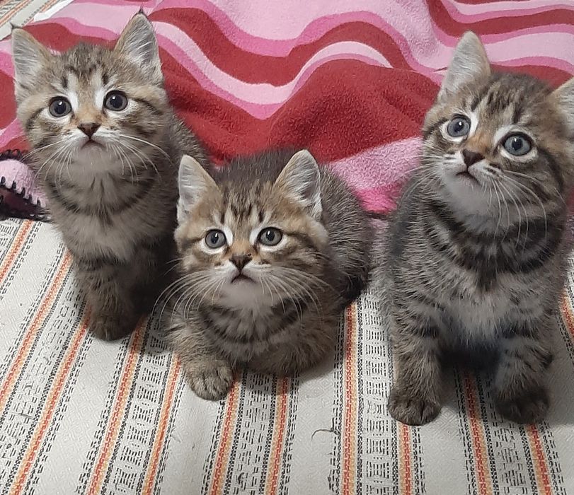 Отдам котят в добрые руки