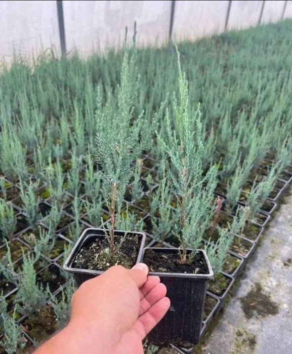 Sifatli Evropa ideal koʻchatlari