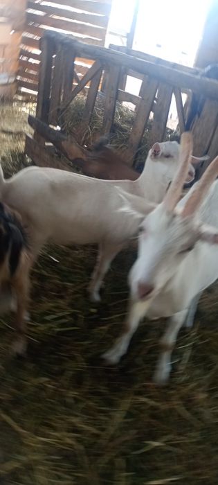 Vând iada de 6 luni