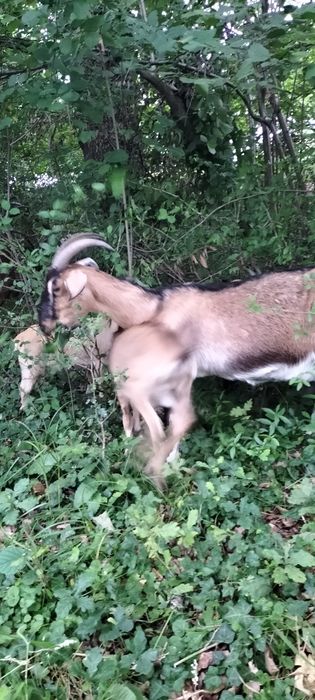 De vinzare sanen și alpin francez corcitura cu anglinubian