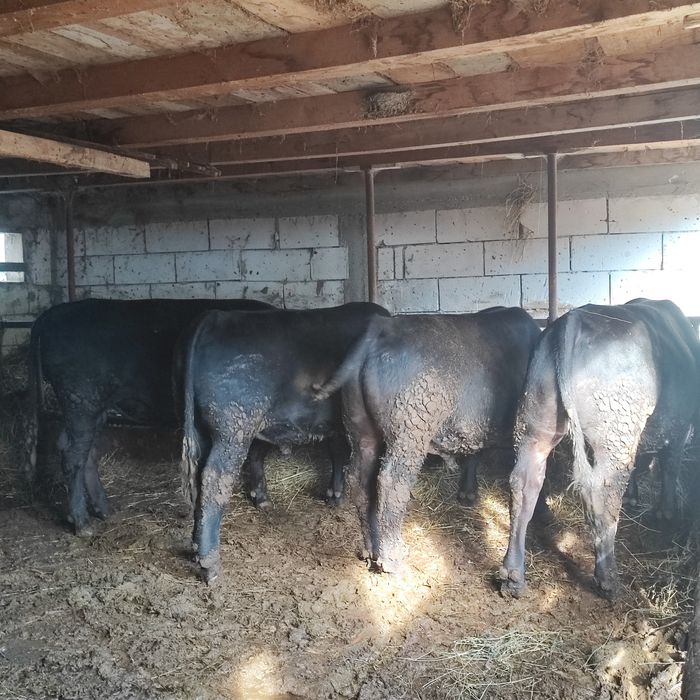 Văd tauri angus cu origine