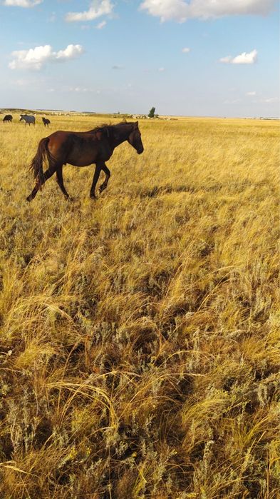 Продам 7 полторашек