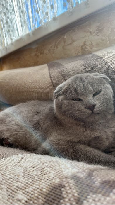 Котенок британский вислоухий