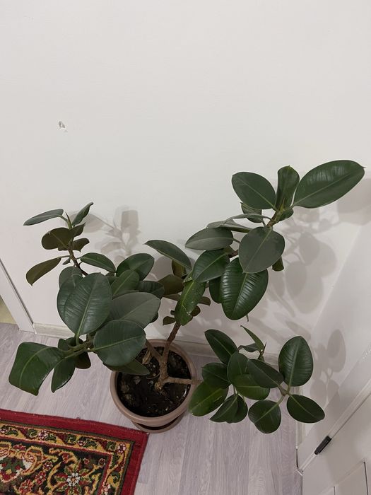 Комнатные растения