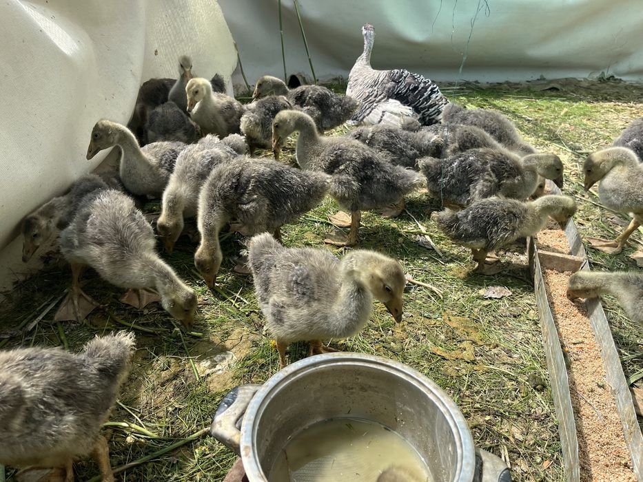 Қаздың балапаны ( гусята)